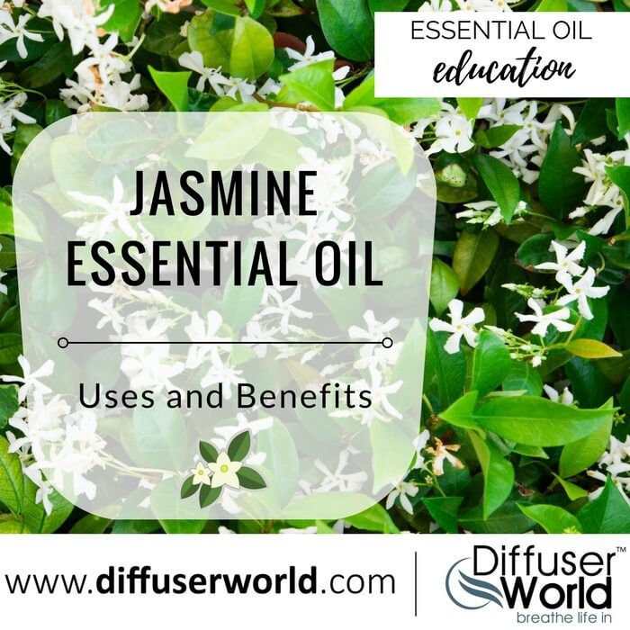 Jasmine Essential Oil Uses Benefits